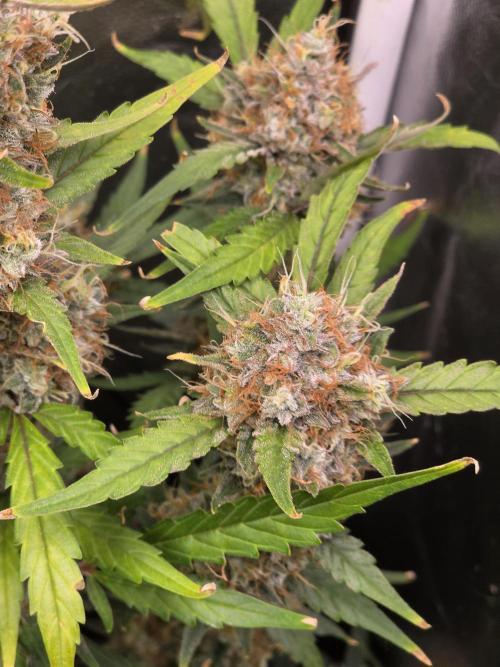 Bruce Banner Auto. Week 13