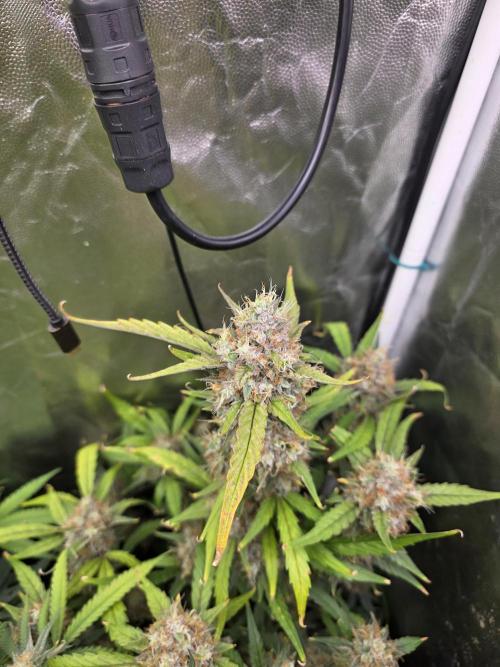 Bruce Banner Auto. Week 13
