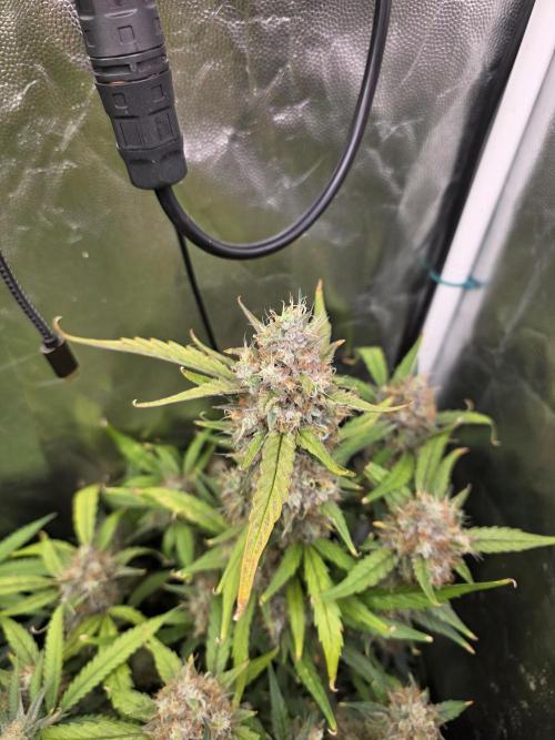 Bruce Banner Auto. Week 13