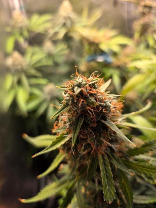 [2nd Run] Sweet Cheese Auto. Week 14