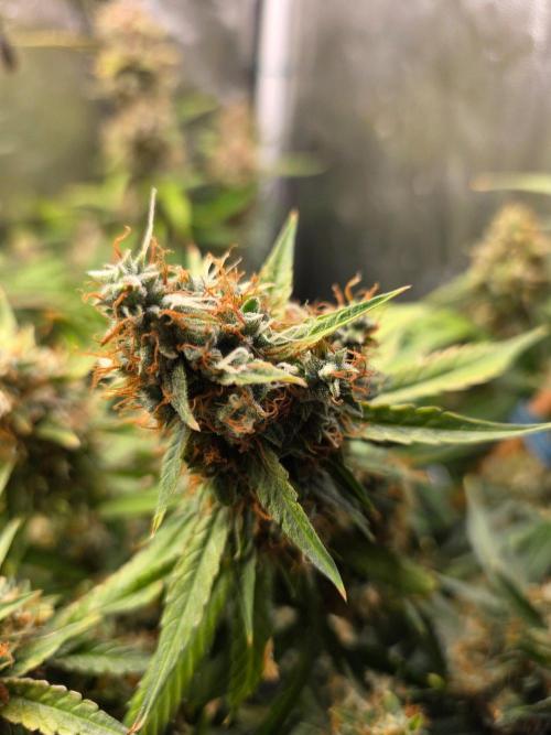 [2nd Run] Sweet Cheese Auto. Week 14