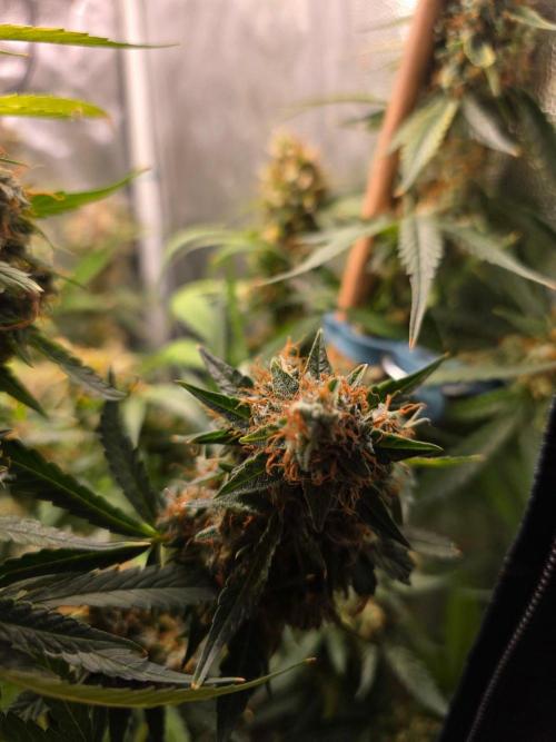 [2nd Run] Sweet Cheese Auto. Week 14