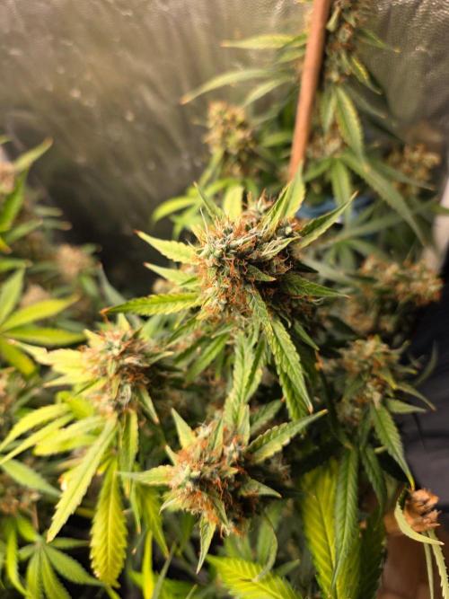 [2nd Run] Sweet Cheese Auto. Week 14