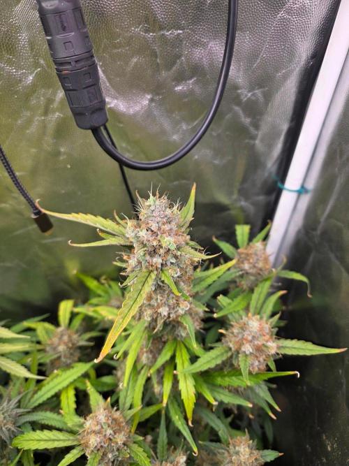 Bruce Banner Auto. Week 14