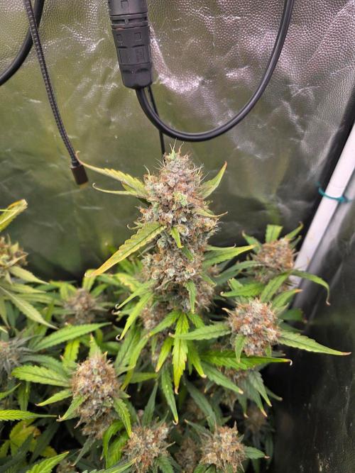 Bruce Banner Auto. Week 14