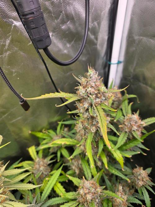 Bruce Banner Auto. Week 14