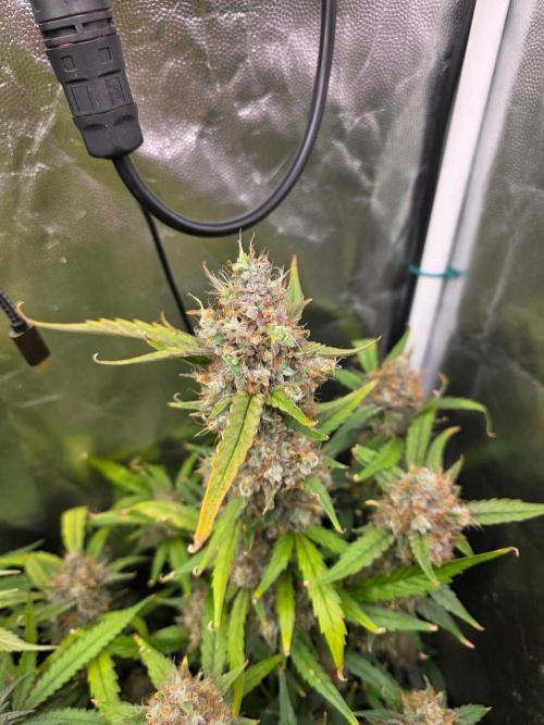 Bruce Banner Auto. Week 14