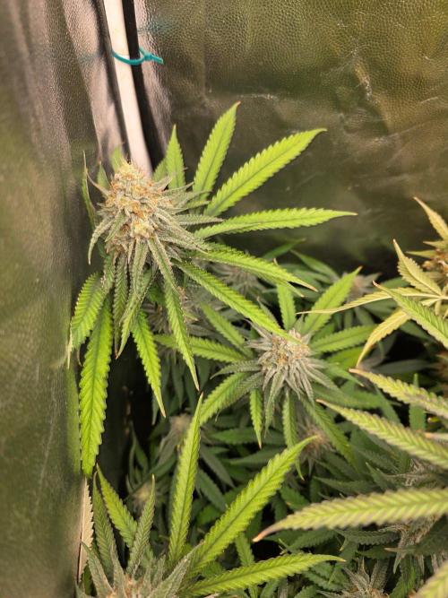 Gelonade. Week 13