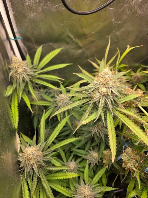 Gelonade. Week 13