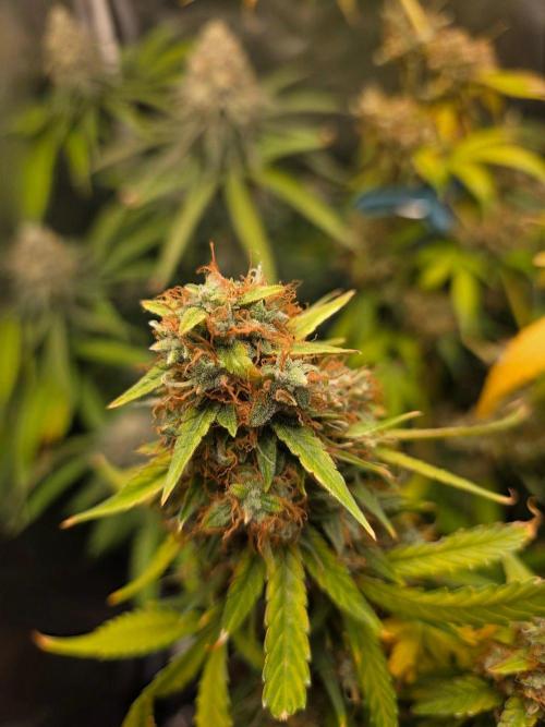 [2nd Run] Sweet Cheese Auto. Week 15