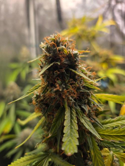 [2nd Run] Sweet Cheese Auto. Week 15