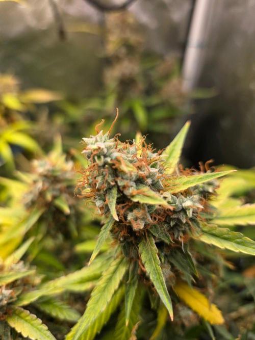 [2nd Run] Sweet Cheese Auto. Week 15