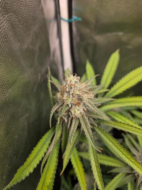 Gelonade. Week 14