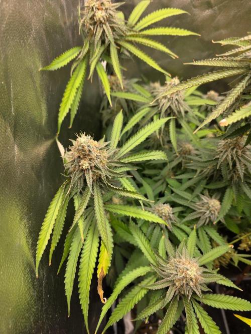 Gelonade. Week 14