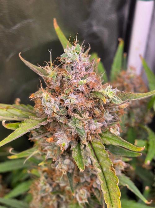 Bruce Banner Auto. Week 15