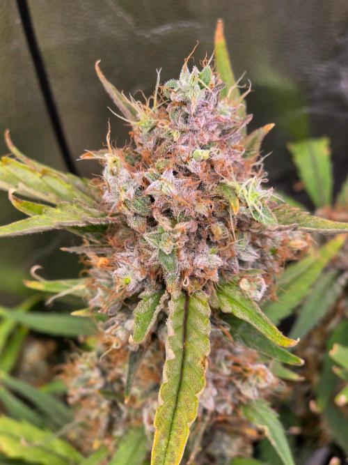 Bruce Banner Auto. Week 15