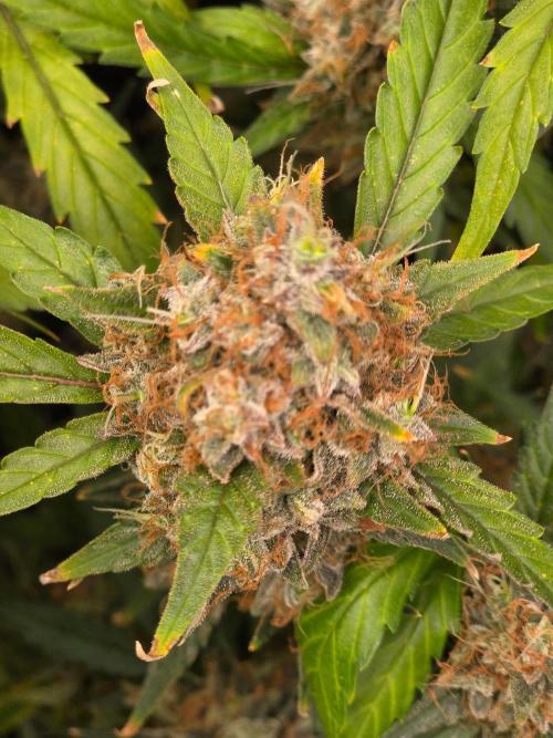 Bruce Banner Auto. Week 15