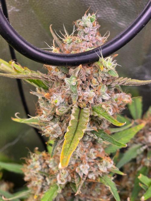 Bruce Banner Auto. Week 15