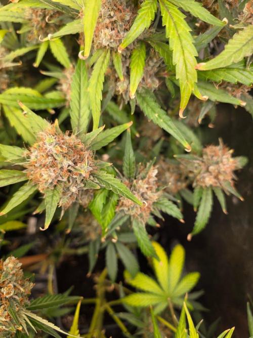 Bruce Banner Auto. Week 15