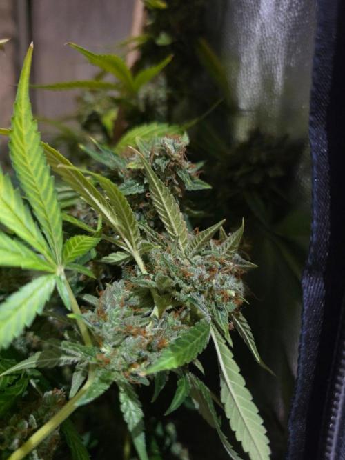 [2nd Run] Sweet Cheese Auto. Week 16