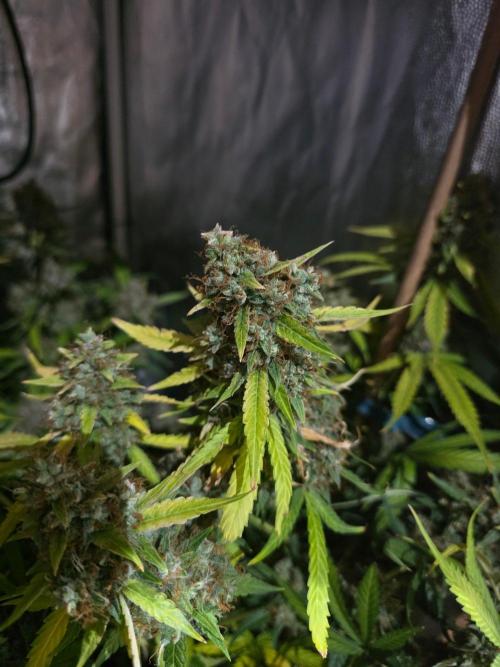 [2nd Run] Sweet Cheese Auto. Week 16