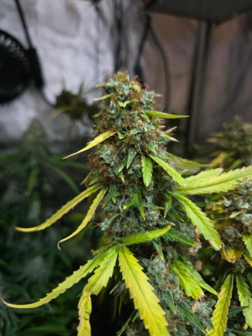 [2nd Run] Sweet Cheese Auto. Week 16