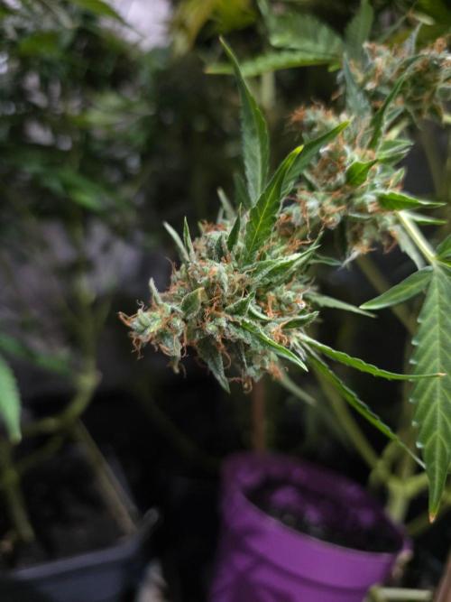 Sweet Cheese Auto®. Week 16