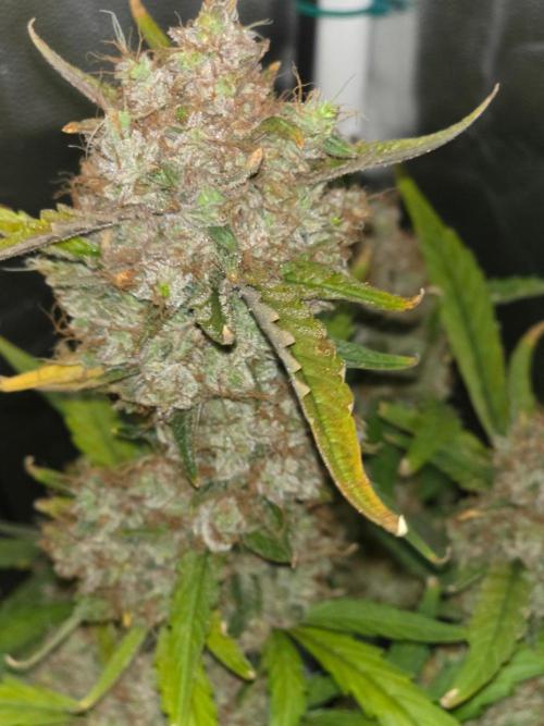 Bruce Banner Auto. Week 16
