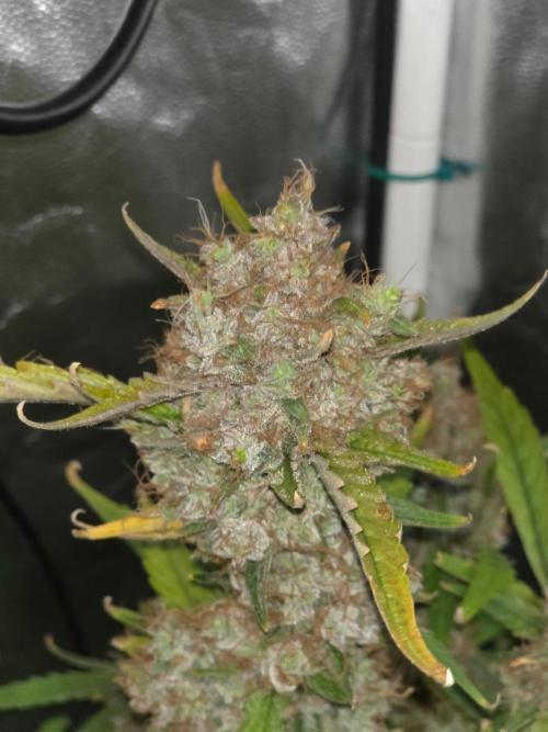 Bruce Banner Auto. Week 16