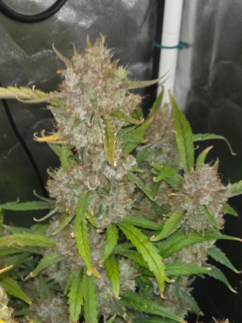 Bruce Banner Auto. Week 16