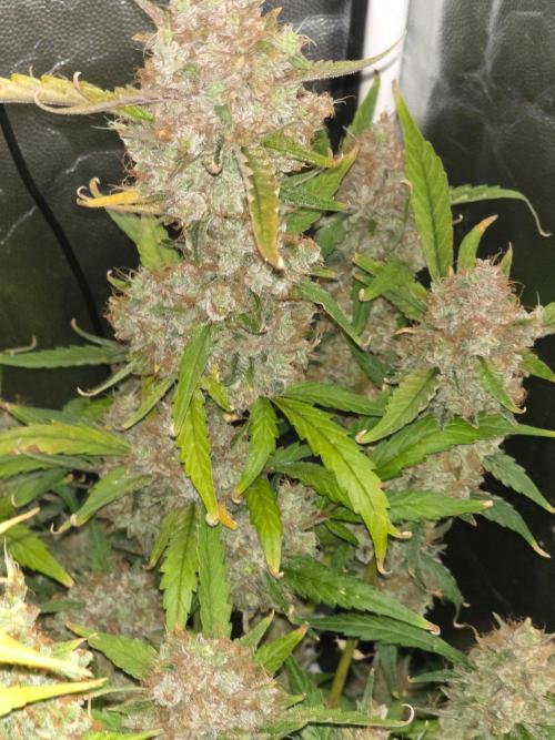 Bruce Banner Auto. Week 16