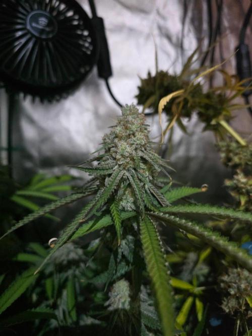 Gelonade. Week 15