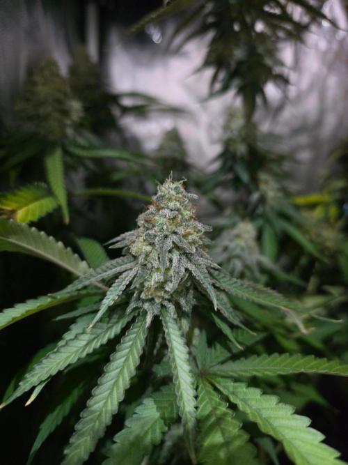 Gelonade. Week 15