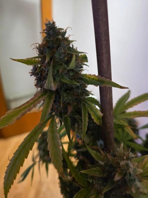 [2nd Run] Sweet Cheese Auto. Week 17