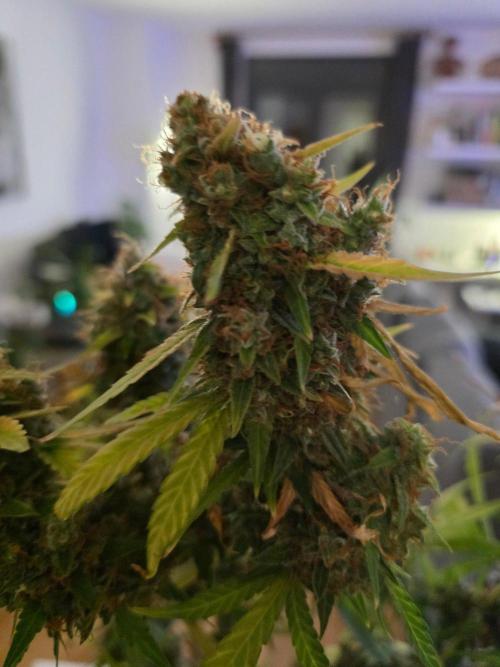 [2nd Run] Sweet Cheese Auto. Week 17