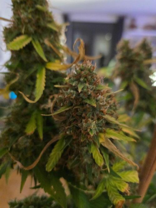 [2nd Run] Sweet Cheese Auto. Week 17