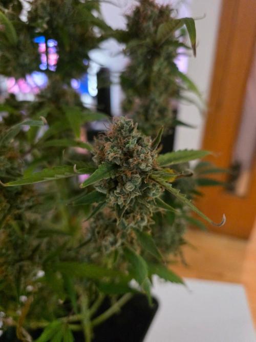 Bruce Banner Auto. Week 17