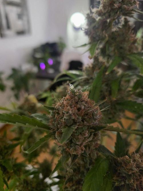 Bruce Banner Auto. Week 17