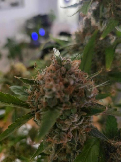 Bruce Banner Auto. Week 17