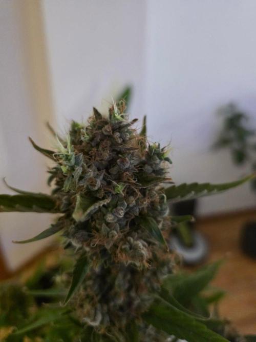 Bruce Banner Auto. Week 17