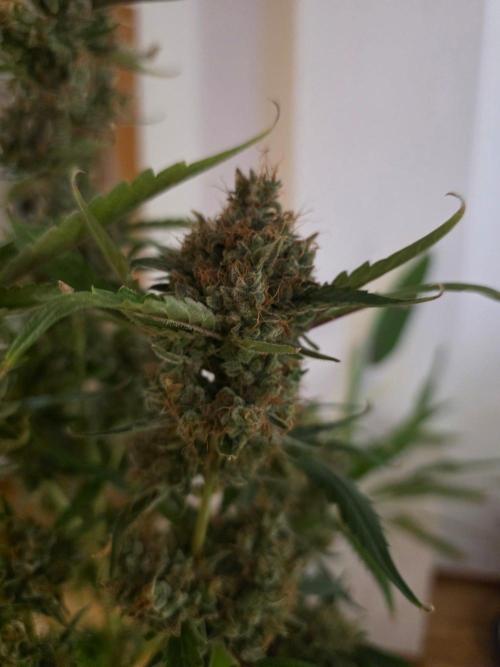 Bruce Banner Auto. Week 17