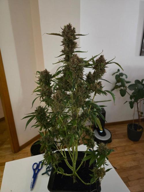 Bruce Banner Auto. Week 17