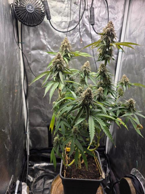 Gelonade. Week 16