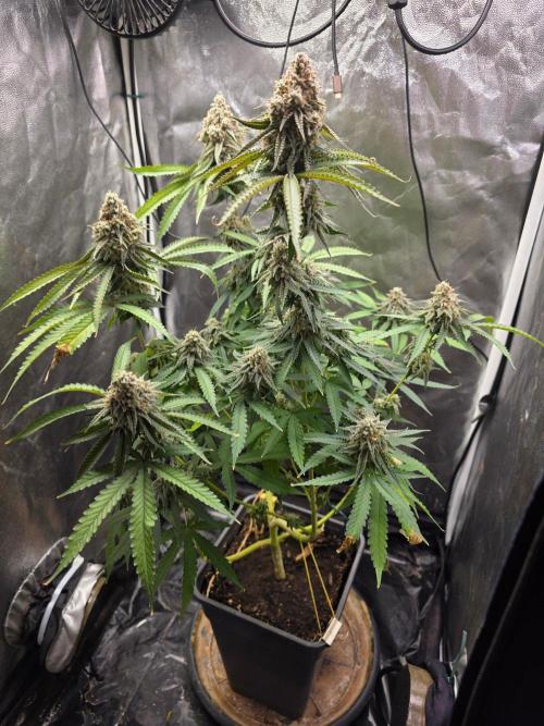 Gelonade. Week 16