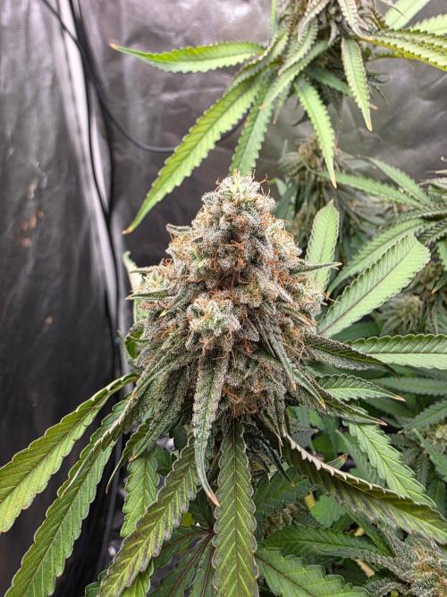 Gelonade. Week 16