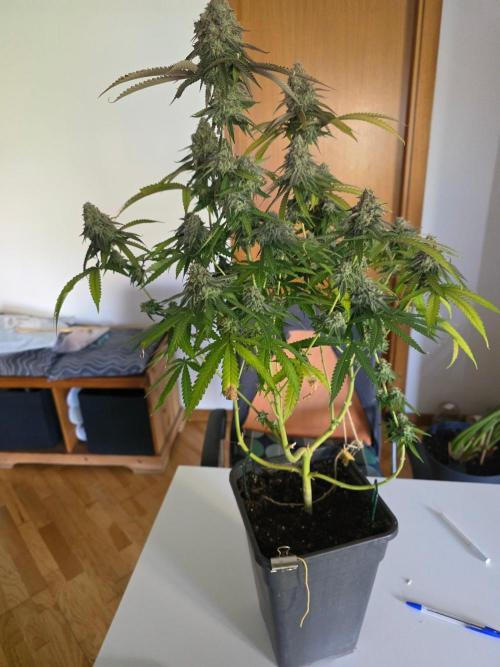 Gelonade. Week 17