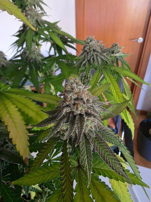 Gelonade. Week 17
