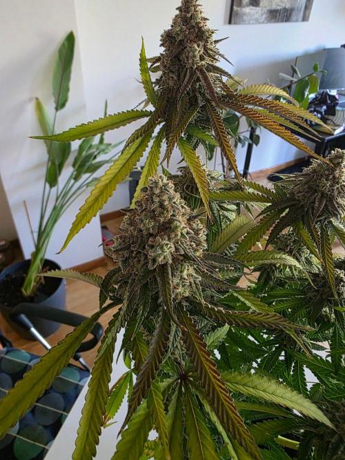 Gelonade. Week 17