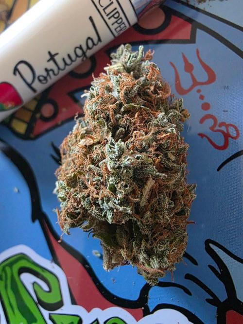 [2nd Run] Sweet Cheese Auto. Week 18