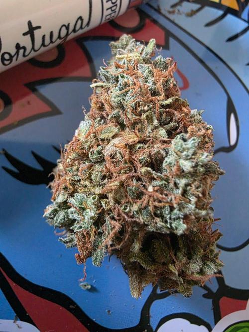 [2nd Run] Sweet Cheese Auto. Week 18